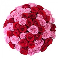 51 красно розовые розы 