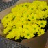 Букет из солнечных кустовых хризантем, 7 шт