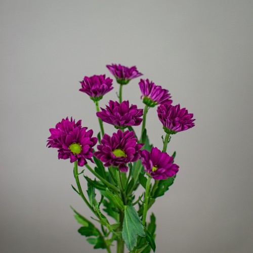 Хризантема кустовая пурпурная, 1 шт 