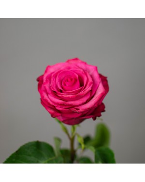 Букеты роз (48)