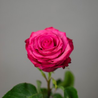 Роза малиновая Эквадор, 1 шт 