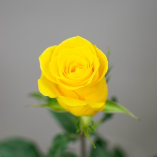 Роза желтая Эквадор, 1 шт 
