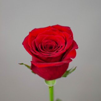 Роза красная Эквадор, 1 шт 