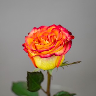 Роза оранжевая Эквадор, 1 шт 
