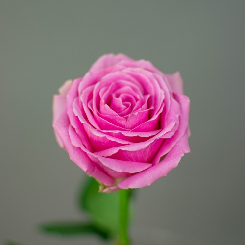 Роза розовая Голландия, 1 шт 