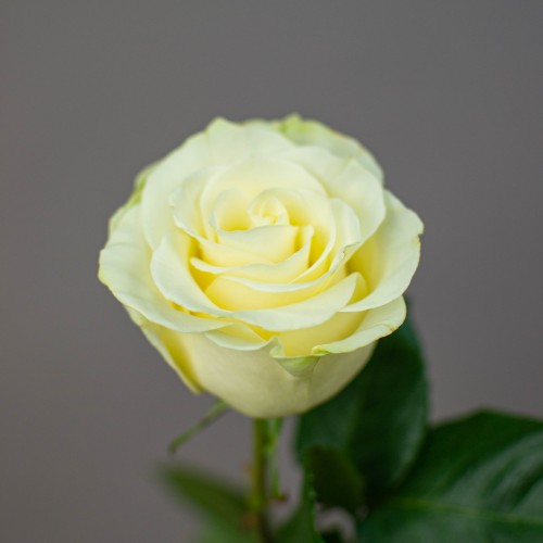 Роза белая Эквадор, 1 шт 