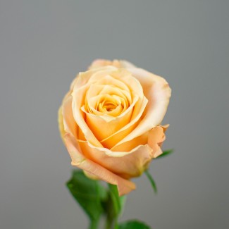 Роза персиковая Эквадор, 1 шт 